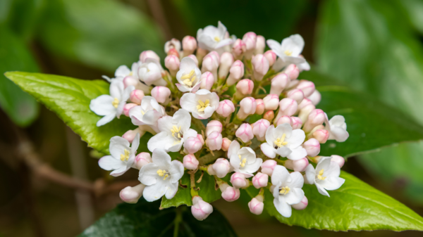 Viburnum burkwoodii, Duftsnebolde