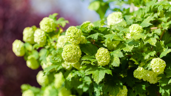 Viburnum opulus 'Roseum', Kvalkved