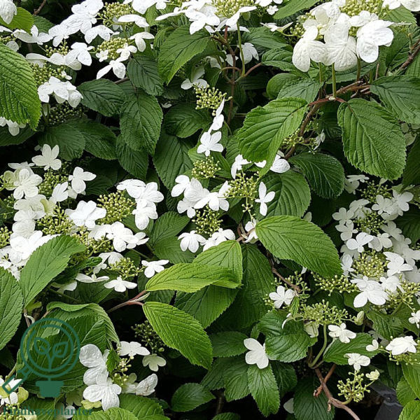 Viburnum plicatum 'Mariesii', Japansk snebolde