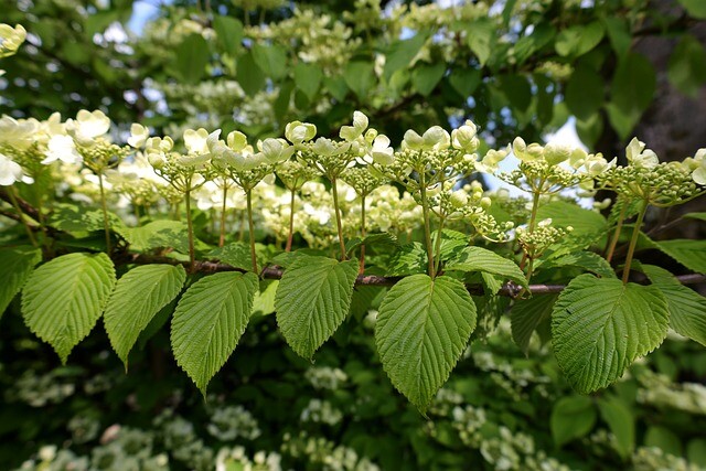 Viburnum plicatum 'Mariesii', Japansk snebolde