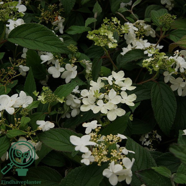 Viburnum plicatum 'Watanabe', Japansk snebolde