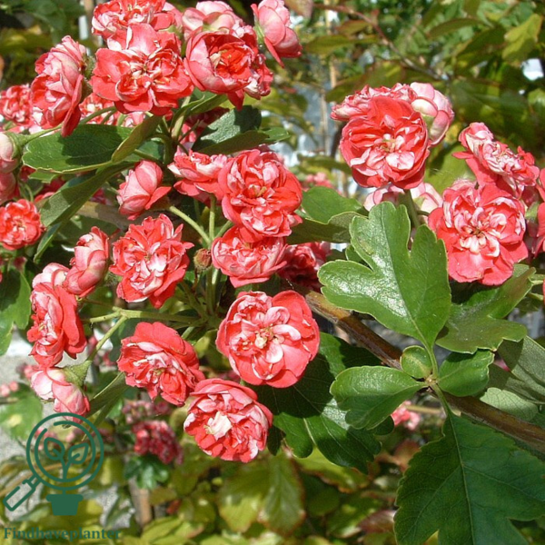Crataegus laevigata 'Poul's Scarlet', Rødtjørn