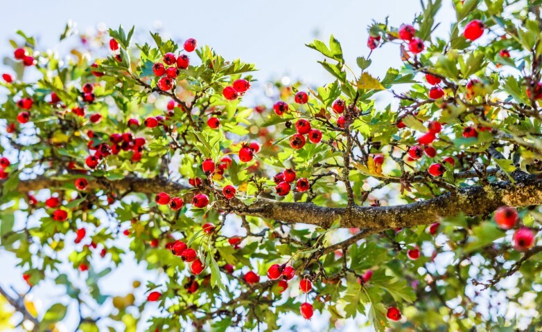 Crataegus monogyna 'PKP select', Engriflet hvidtjørn