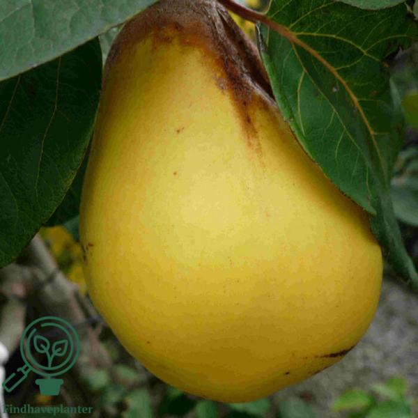 Cydonia oblonga, Pærekvæde