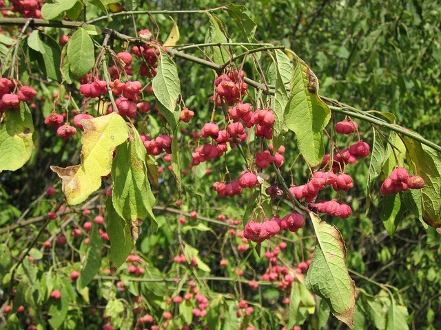 Euonymus europaeus, Alm. benved