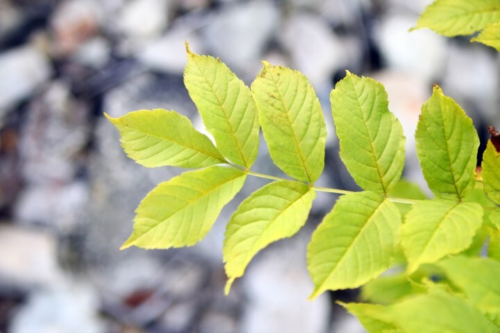 Fraxinus pensylvanica, Rødask