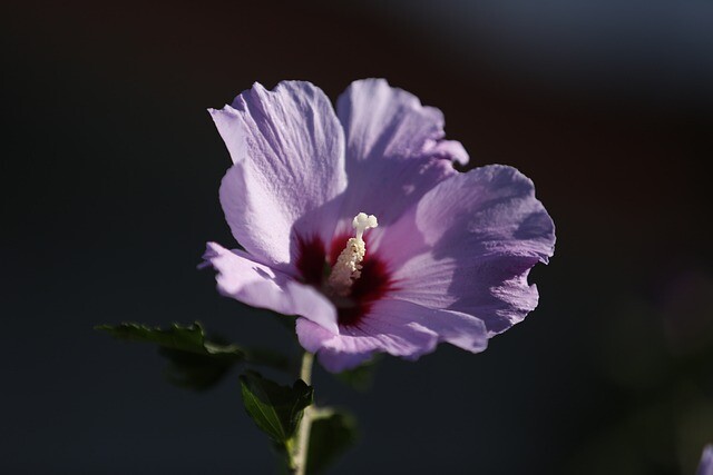 Hibiscus syriacus 'Blue Bird', Syrisk rose