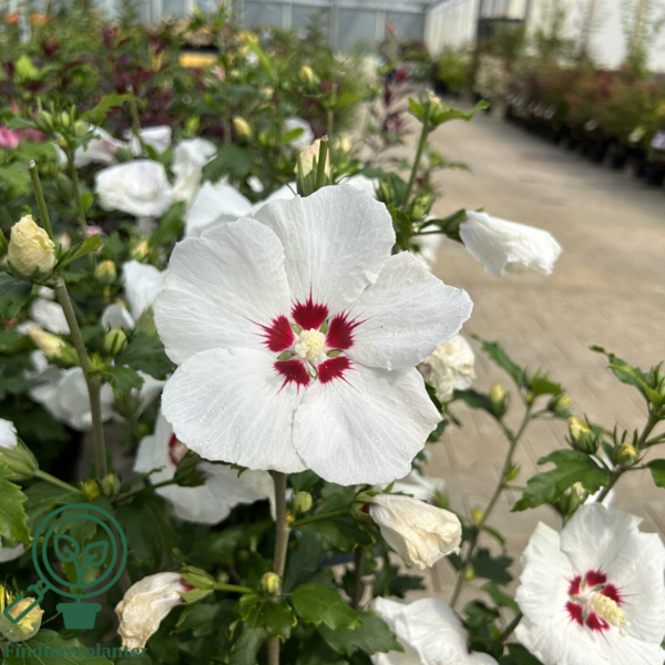 Hibiscus syriacus 'Red Heart', Syrisk rose