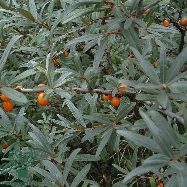 Hippophae rhamnoides, Havtorn