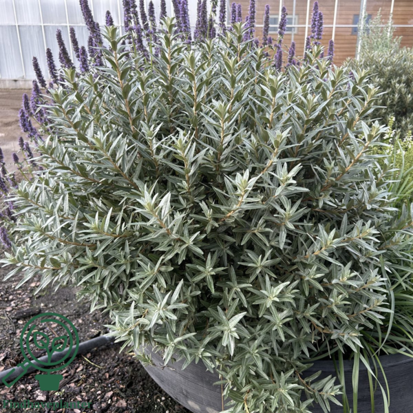 Hippophae rhamnoides 'Hikul', Havtorn