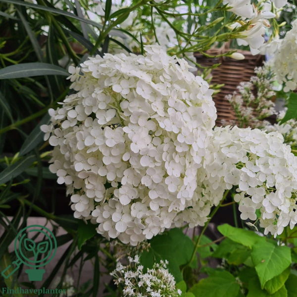 Hydrangea arborescens 'Annabelle', Hortensia