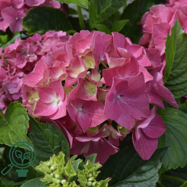 Hydrangea macrophylla 'Alpengluhen', Hortensia