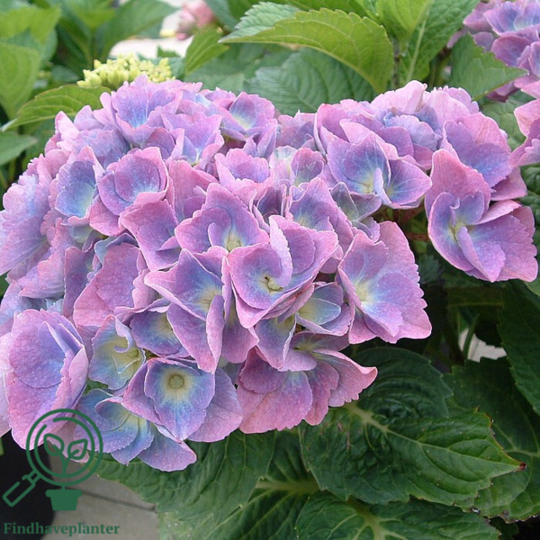 Hydrangea macrophylla 'Bodensee', Hortensia