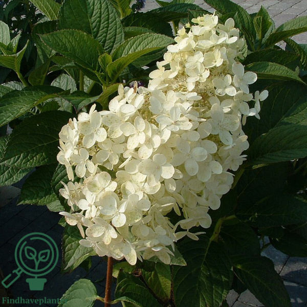 Hydrangea paniculata 'Grandiflora', Have-hortensia