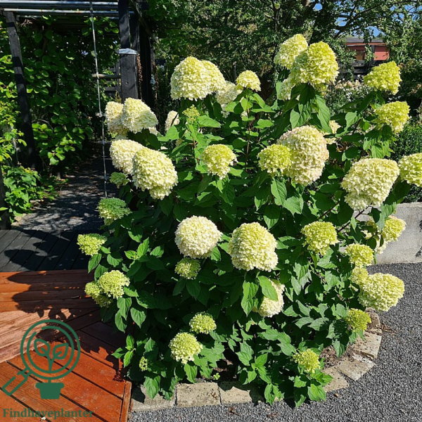 Hydrangea paniculata 'Limelight', Have-hortensia