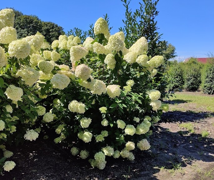 Hydrangea paniculata 'Limelight', Have-hortensia