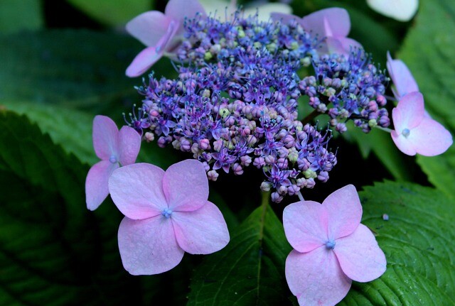 Hydrangea serrata 'Bluebird', Hortensia