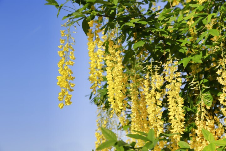 Laburnum wat. 'Vossii', Guldregn