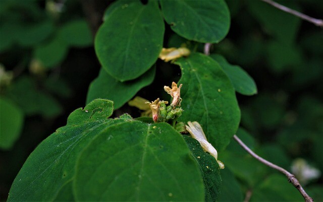 Lonicera xylosteum, Dunet gedeblad