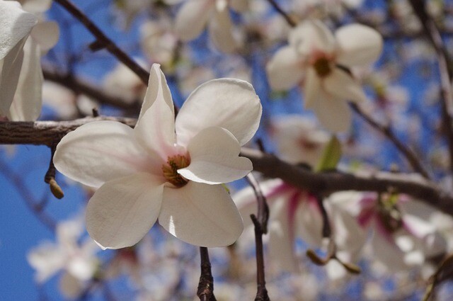 Magnolia kobus, Japansk magnolie