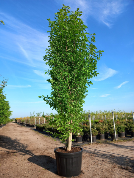 Magnolia kobus, Japansk magnolie