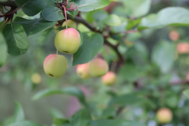 Malus hybr. 'Red Sentinel', Paradisæble