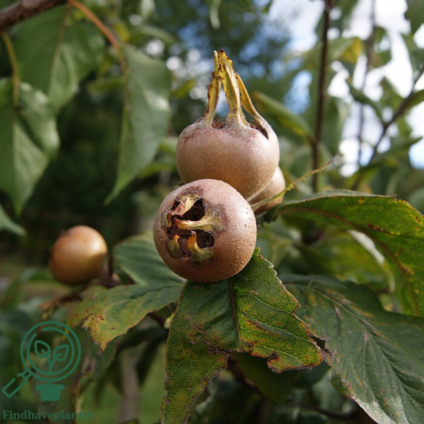 Mespilus germanica, Mispel