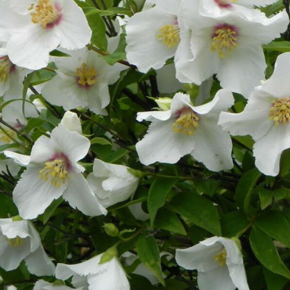 Philadelphus lemoinei 'Belle Etoile'