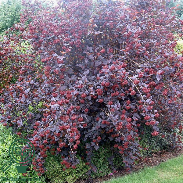 Physocarpus op. 'Diabolo'