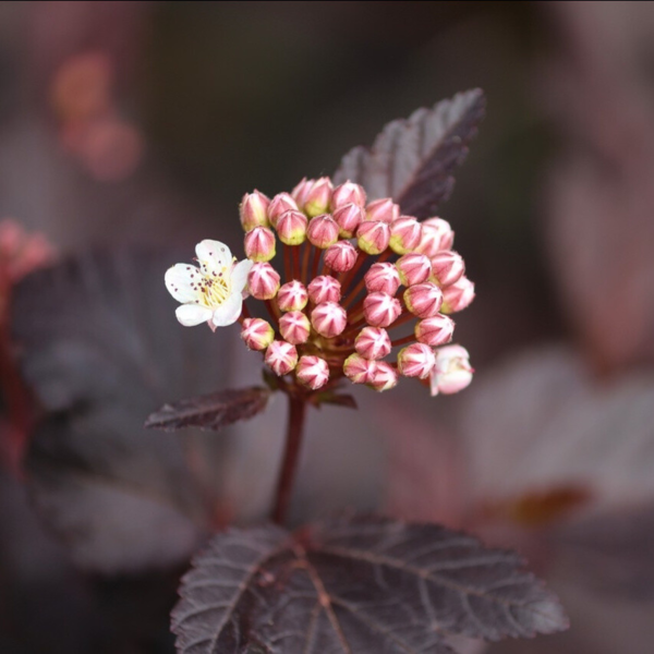 Physocarpus op. 'Diabolo'