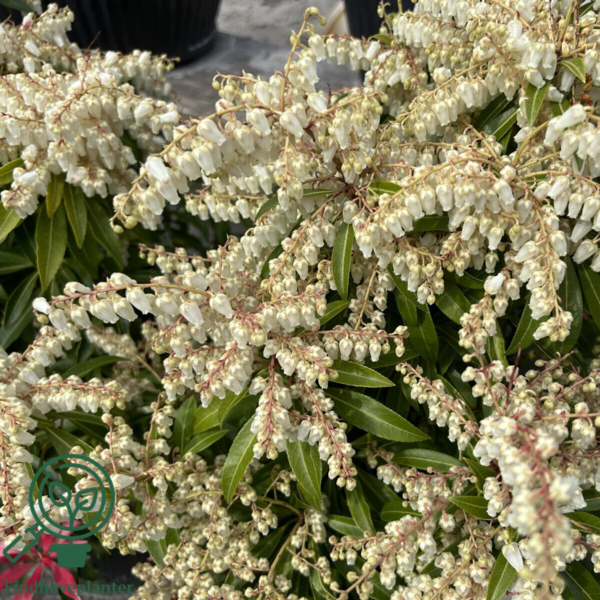 Pieris for. 'Forest Flame'
