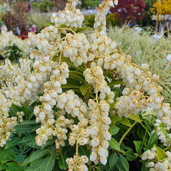Pieris jap. 'Debutante'