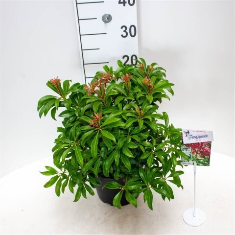 Pieris jap. 'Red Mill'