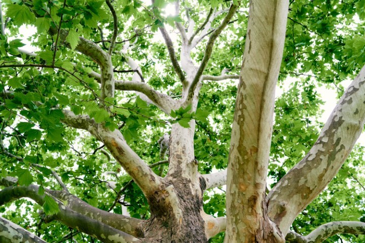 Platanus acerifolia 'Alphens Globe', Kugle-Platan