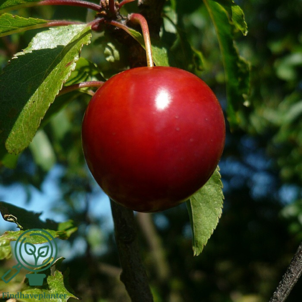Prunus cerasifera, Mirabel