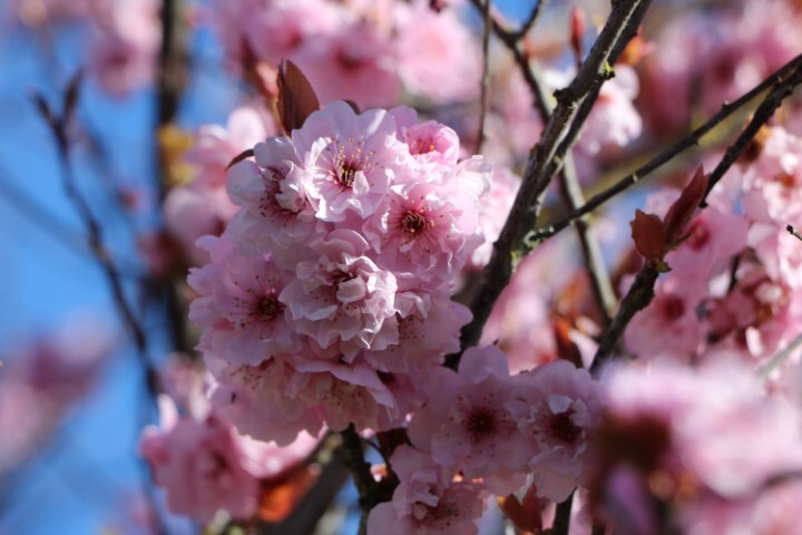 Prunus serrulata 'Royal Burgundy', Japansk kirsebær