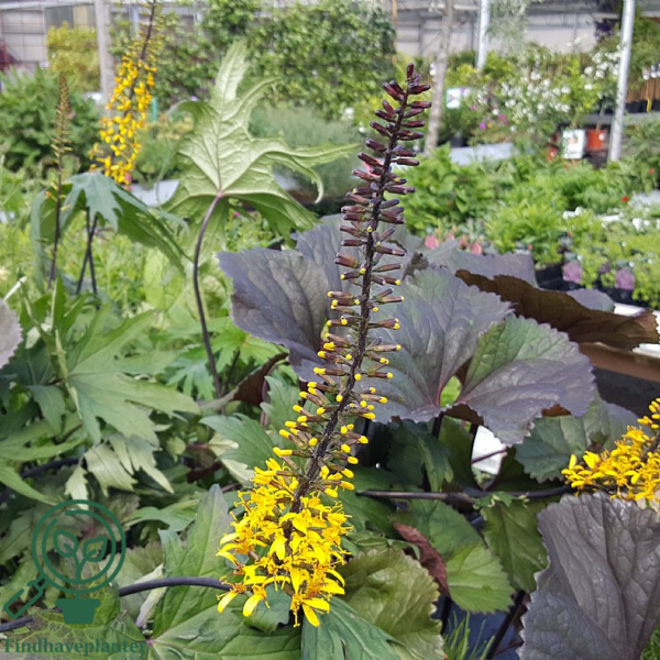 Ligularia przewalskii, Nøkketunge
