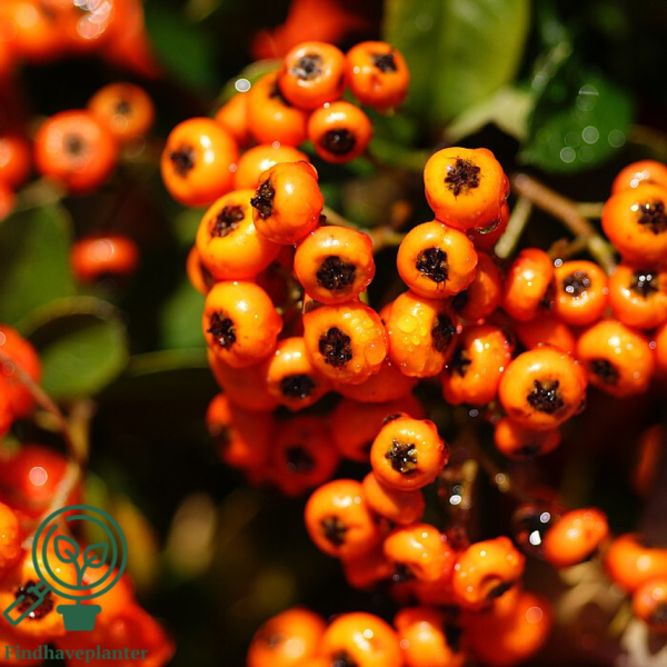 Pyracantha hybr. 'Orange Glow'