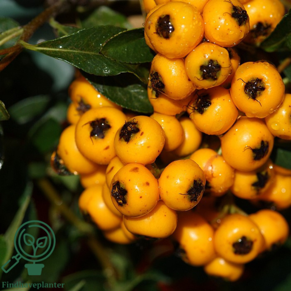 Pyracantha hybr. 'Soleil d'Or'