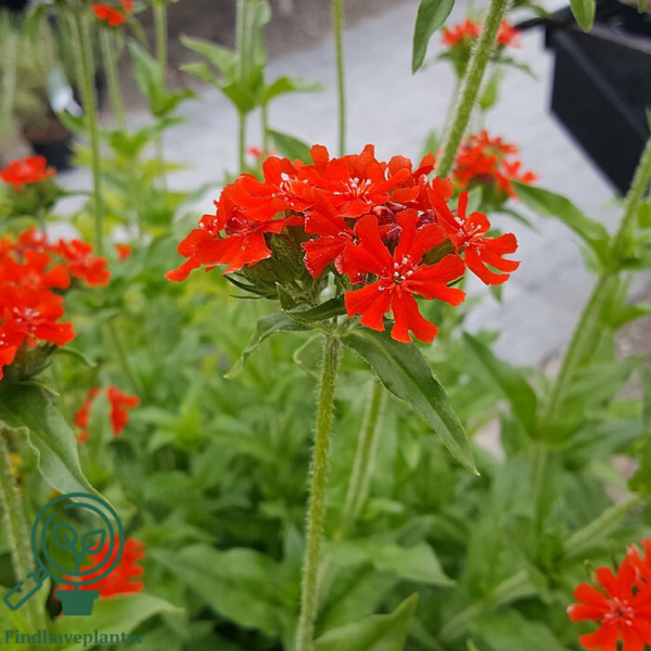 Lychnis chalcedonica, Trævlekrone