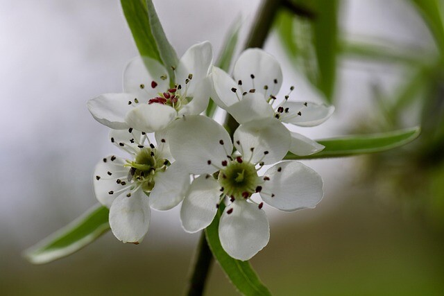 Pyrus salicifolia, Pilebladet pære