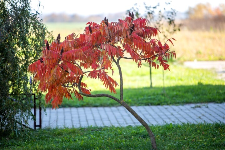 Rhus typhina