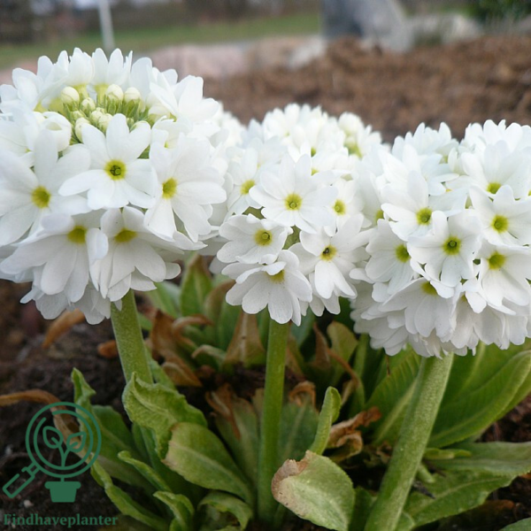 Primula denticulata 'Alba', Kugleprimula