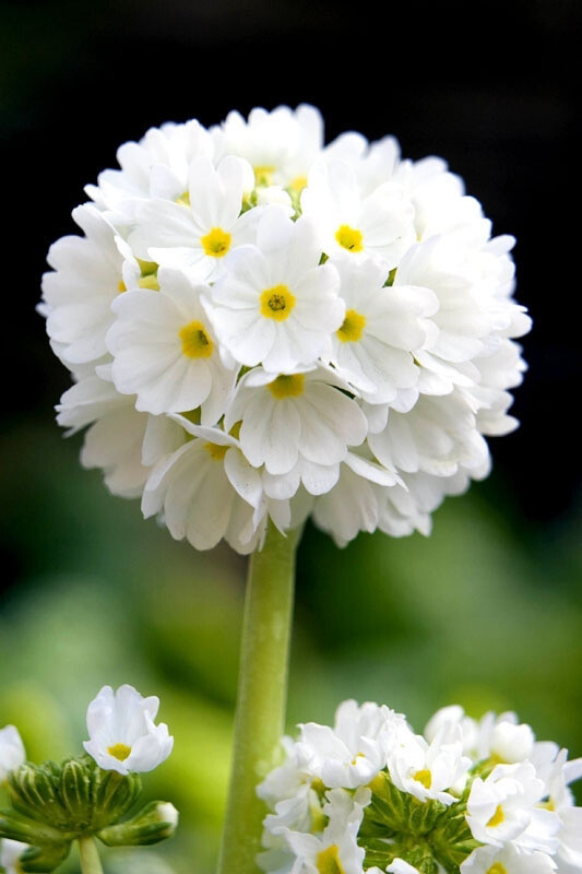 Primula denticulata 'Alba', Kugleprimula