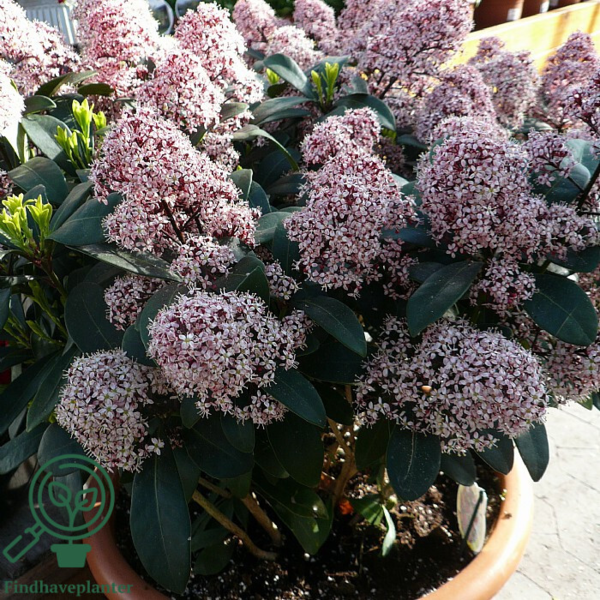 Skimmia japonica 'Rubella'