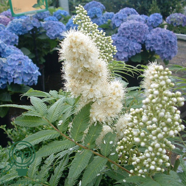 Sorbaria sorbifolia, Tusindtop