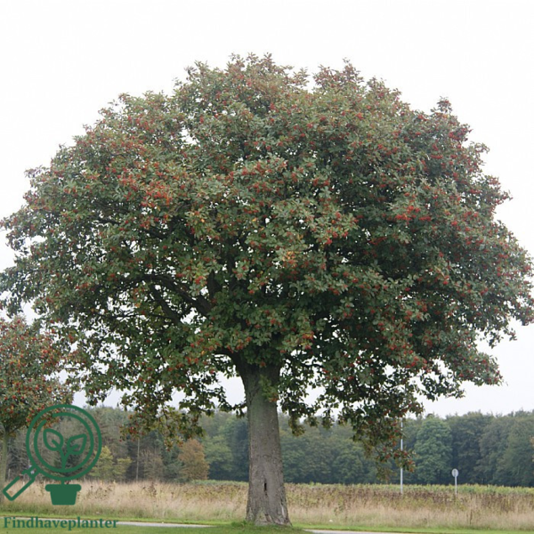 Sorbus intermedia, Sejlerøn
