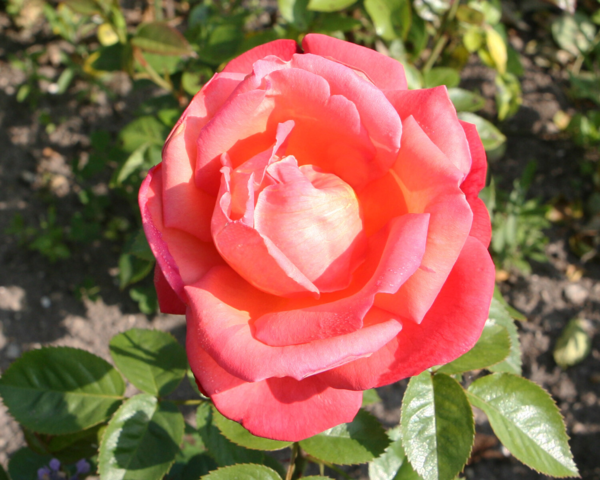 Rosa 'Troika®' Poultroi