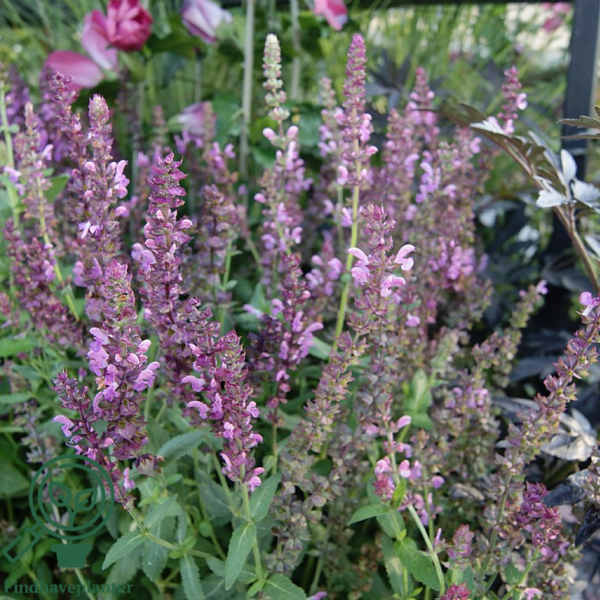 Salvia x superba 'Rosakönigin'. Staudesalvie