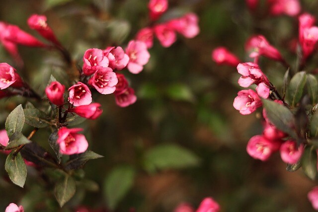 Weigela flo. 'Alexandra', Klokkebusk